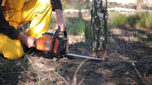 Best Palm Tree Trimming  in Wakefield, VA