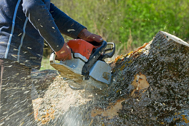 Best Tree Preservation Services  in Wakefield, VA