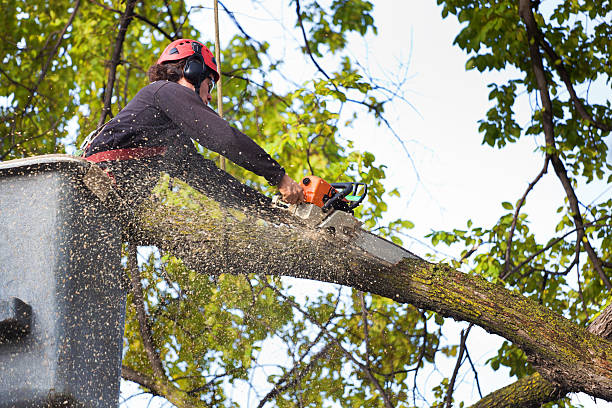 Best Hazardous Tree Removal  in Wakefield, VA