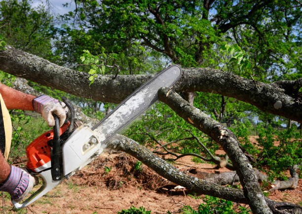 Best Tree Removal  in Wakefield, VA