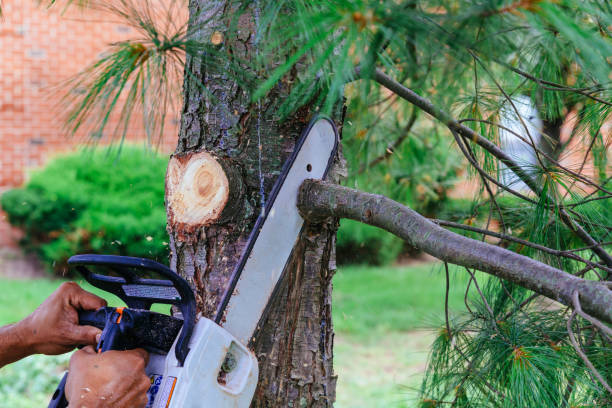 Best Tree Maintenance Programs  in Wakefield, VA